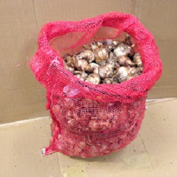 Landing Daffodil Bulbs In Bulk